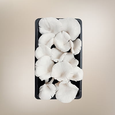 Purely Fresh White Oyster Mushrooms (200 Gram) Free Shipping Purely Fresh White Oyster Mushrooms (200 Gram) Free Shipping