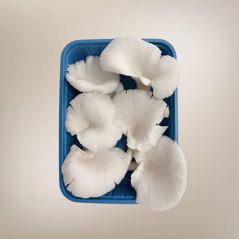 Purely Fresh White Oyster Mushrooms (200 Gram) Free Shipping Purely Fresh White Oyster Mushrooms (200 Gram) Free Shipping