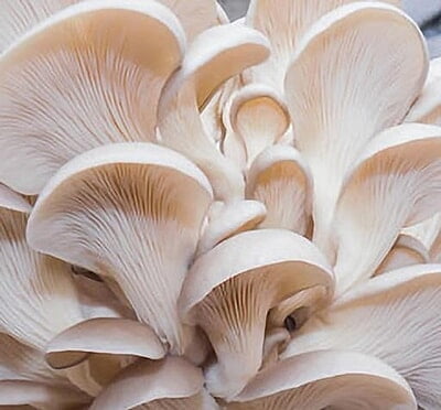 Purely Fresh White Oyster Mushrooms (200 Gram) Purely Fresh White Oyster Mushrooms (200 Gram)